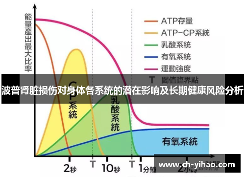 波普肾脏损伤对身体各系统的潜在影响及长期健康风险分析